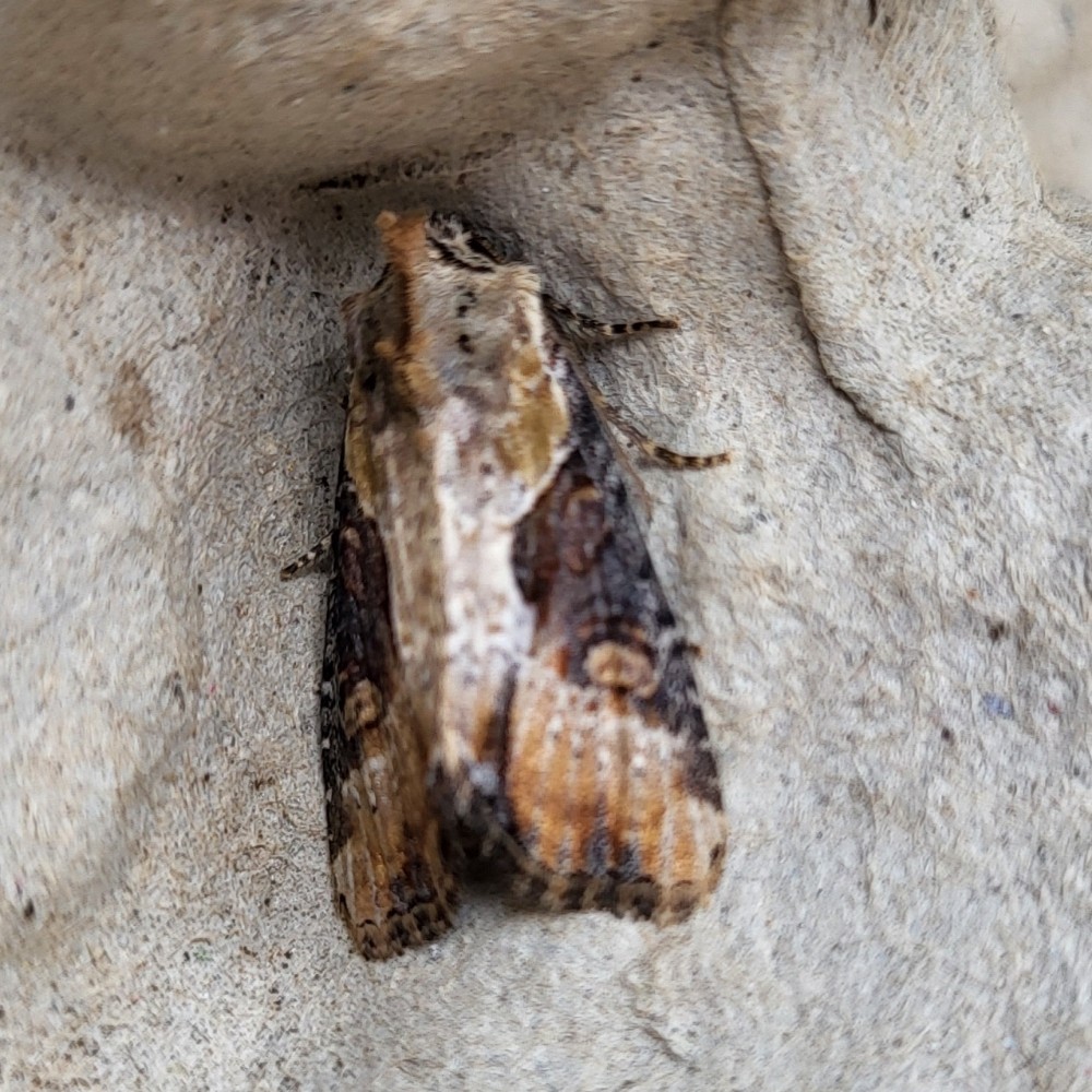 Photo of Double Lobed (Lateroligia ophiogramma)